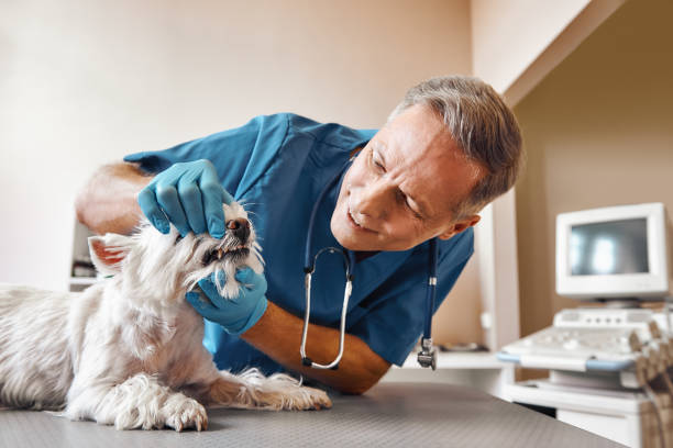 Best Dental Abscess Treatment in Brooklyn, WI